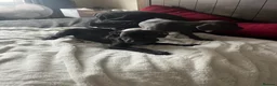 Mixed Breed dogs for sale: Weimaramer/cane corso pups in Shotts - Advert 26