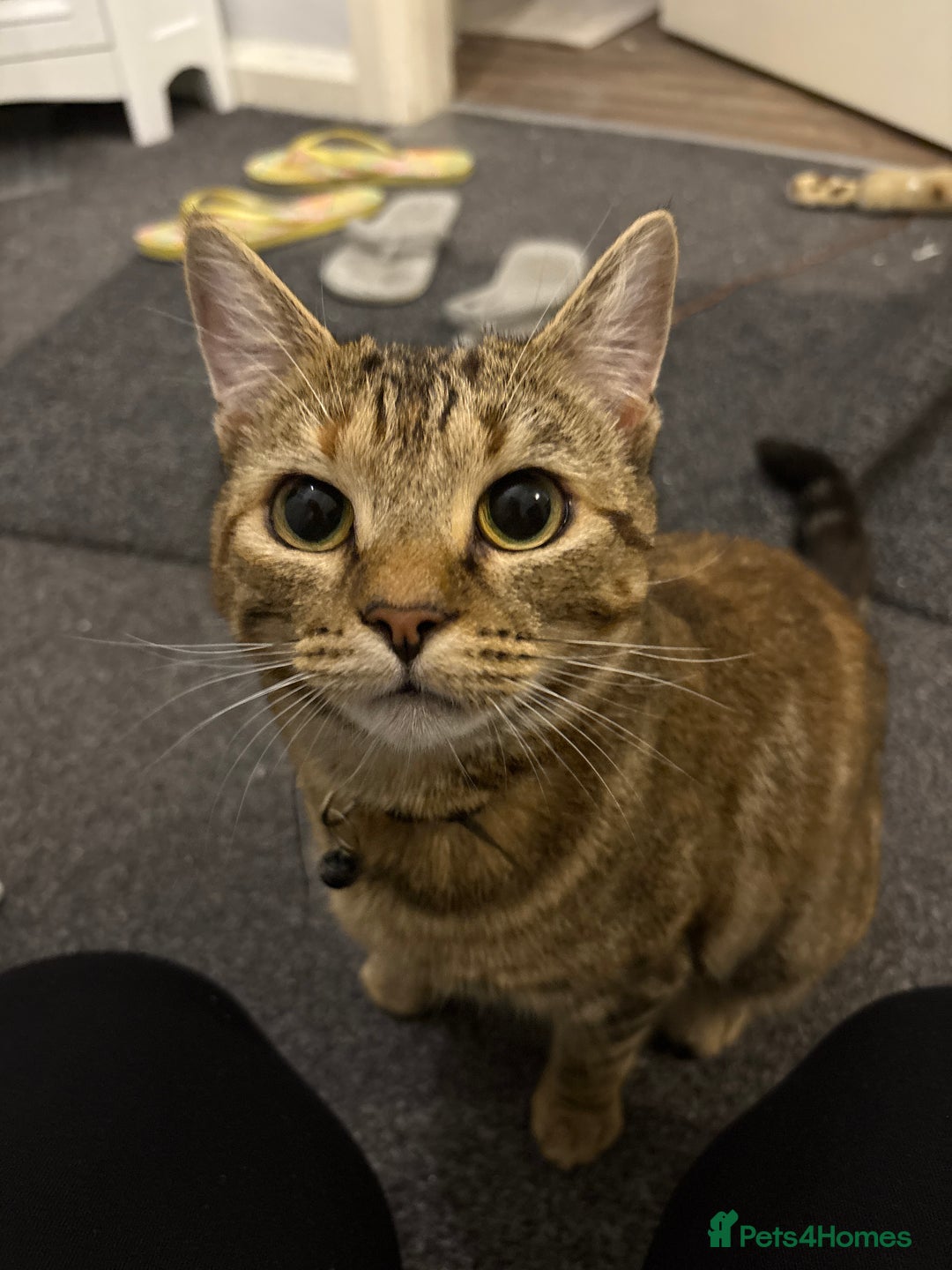 Domestic Shorthair cats for sale: 2 Female cats Domestic shorthair  - Image 6