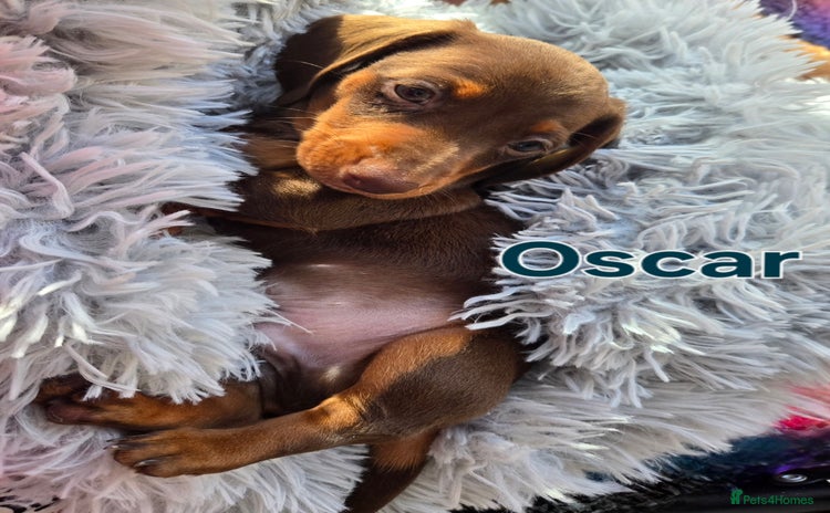 Miniature Dachshund dogs - Advert 2