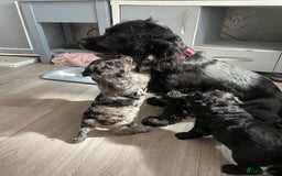 Mixed Breed dogs for sale: Puppies  - Image 6