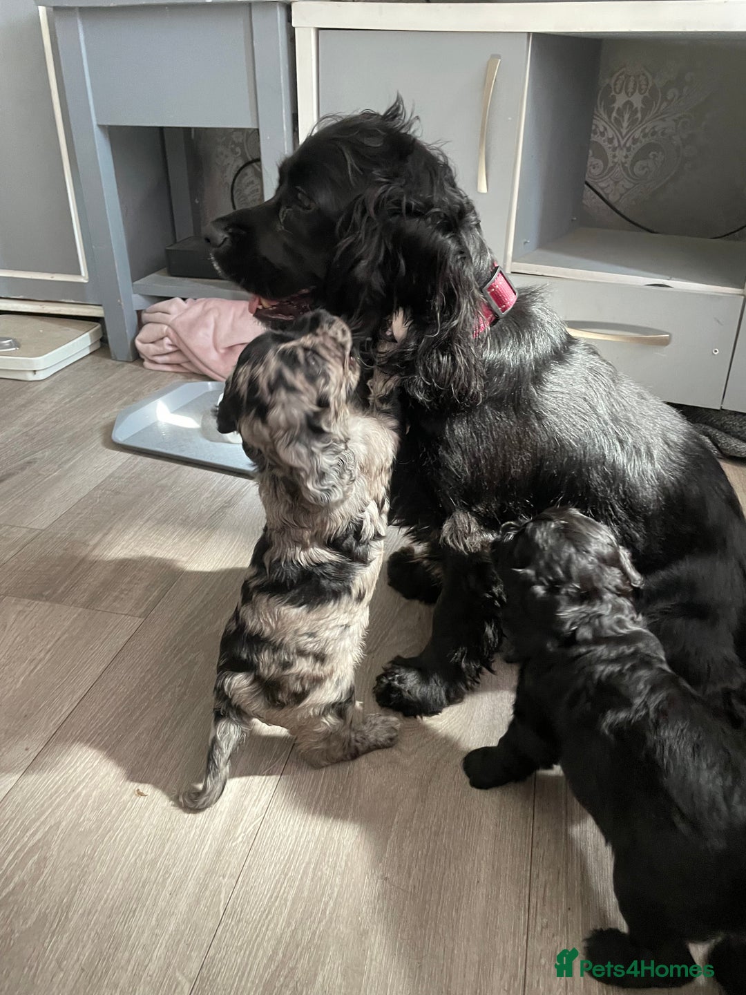 Mixed Breed dogs for sale: Puppies  - Image 6