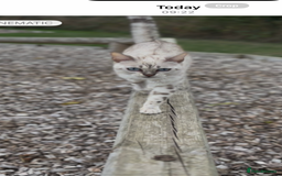 Bengal cats for sale: snow lynx - Image 1