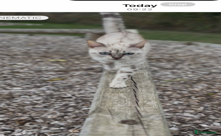 Bengal cats - Advert 6