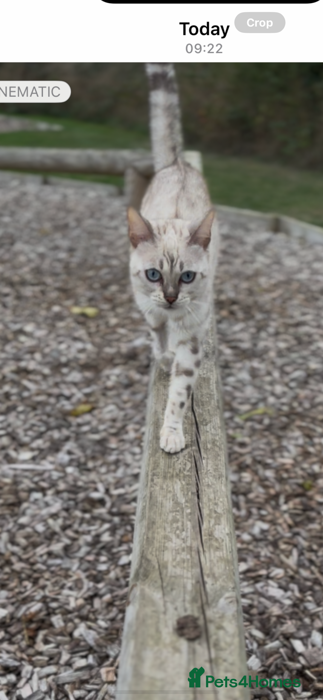 Bengal cats for sale: snow lynx - Image 1