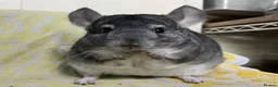 Chinchilla rodents for sale: Male and female violet wrap and grey chinchillas - Advert 2