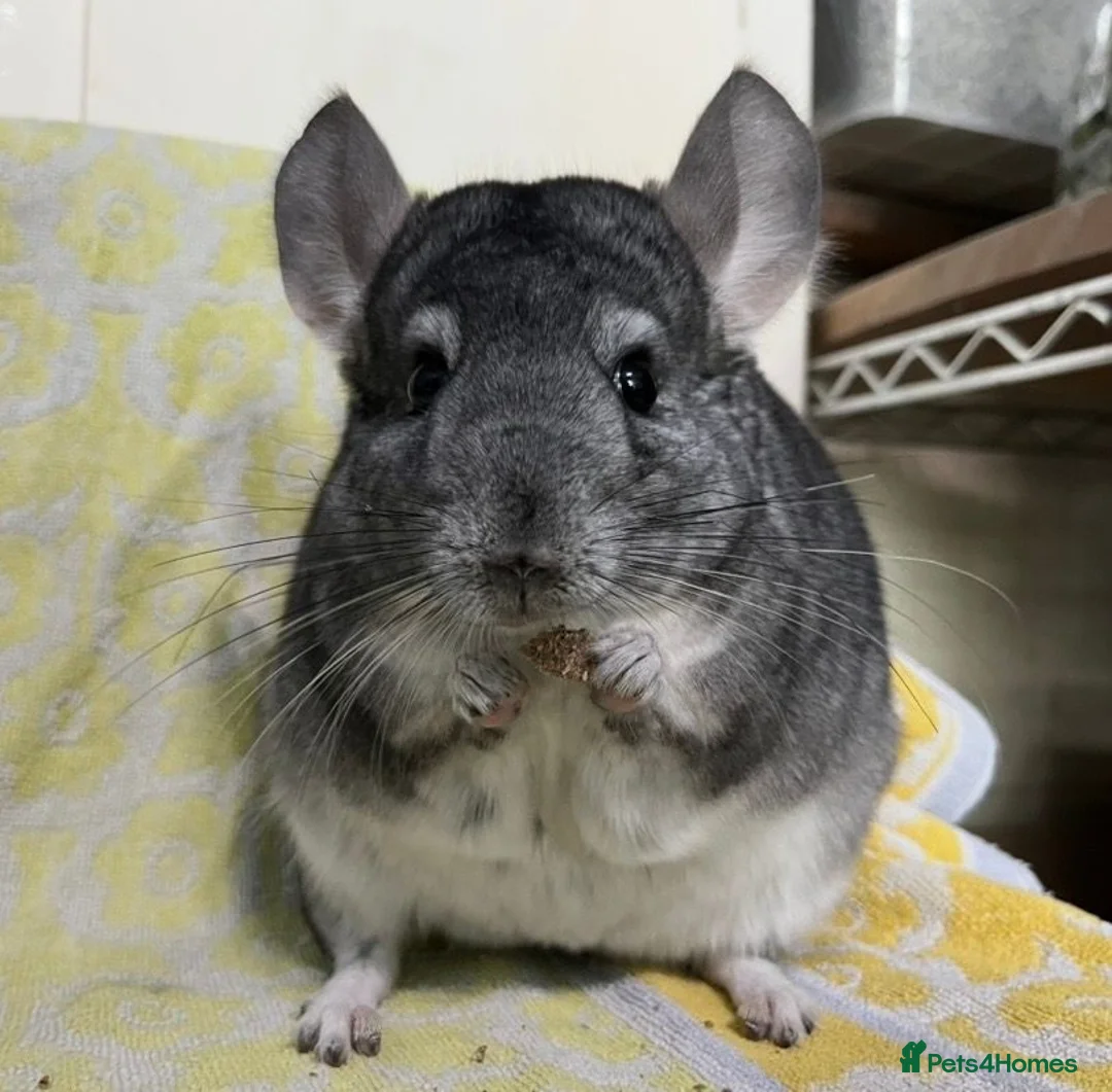 Chinchilla rodents for sale: Male and female violet wrap and grey chinchillas - Advert 2