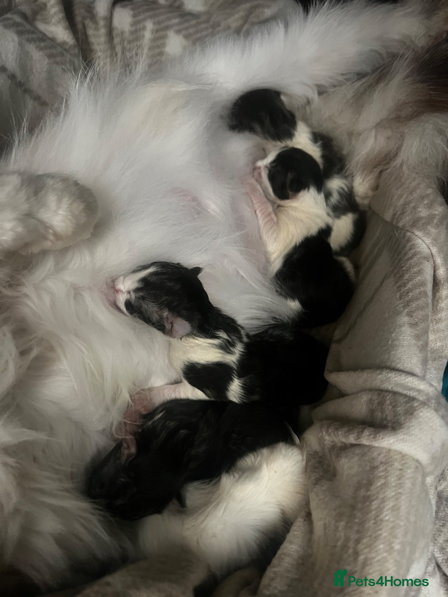 Mixed Breed cats for sale: Norwegian Forest x kittens - Advert 22