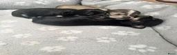 Chihuahua dogs for sale: 3 Long-Haired Mini Chihuahua Puppies – Deer Head in Holywood - Advert 3