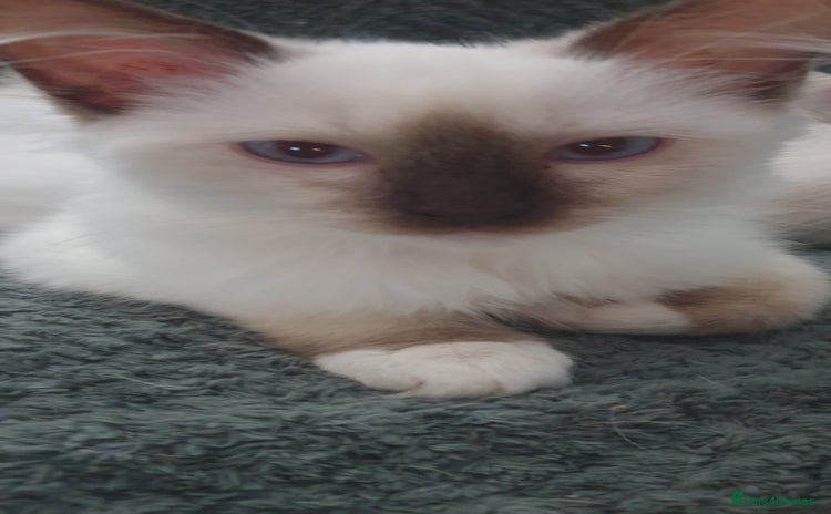 Ragdoll cats in Darwen - Advert 5