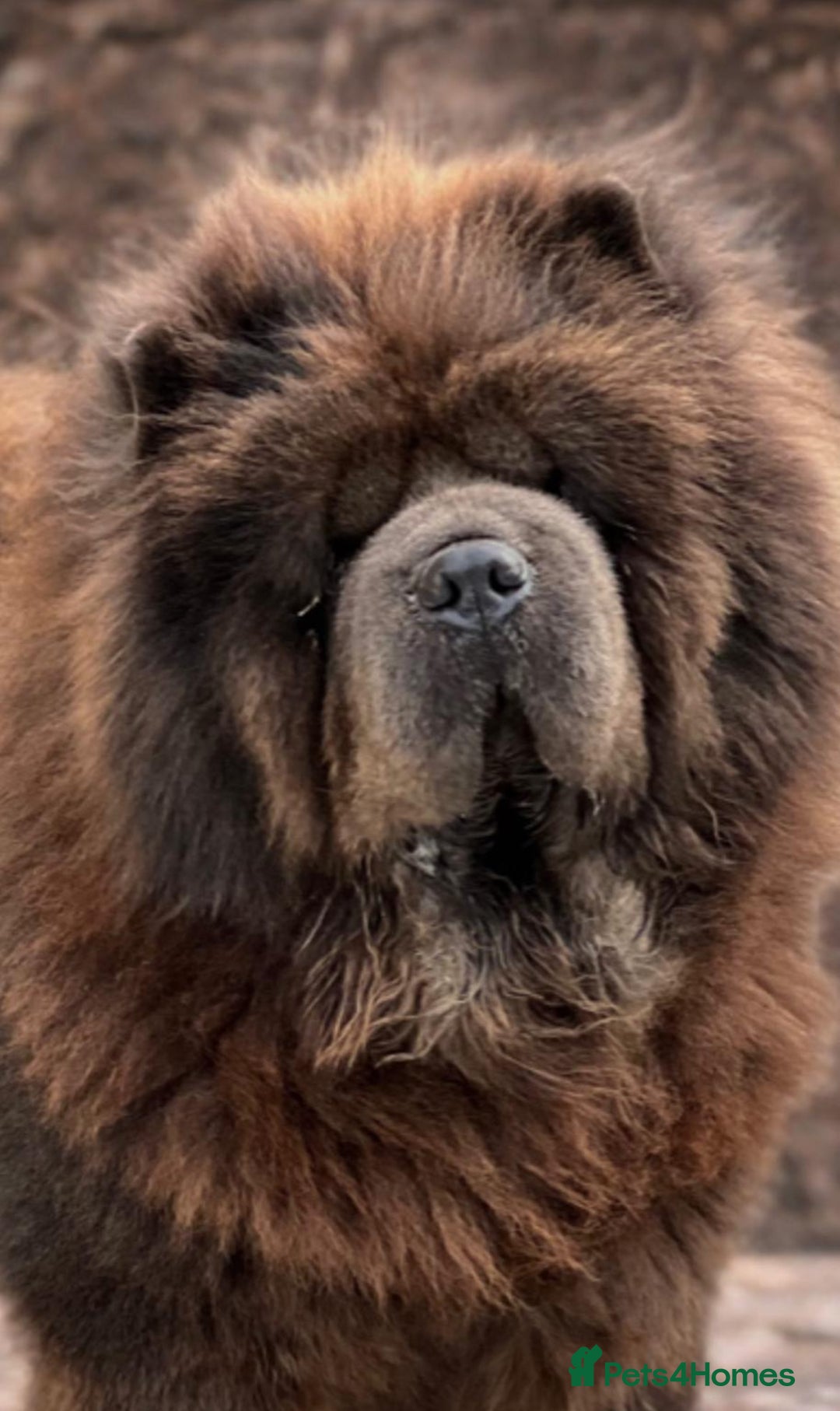 Chow Chow dogs for sale: 🧸🧸Beautiful Chow Chow Puppies🧸🧸 - Advert 4