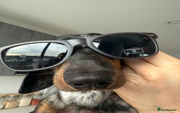 Dachshund dogs for sale: Dachshund for sale - Image 4