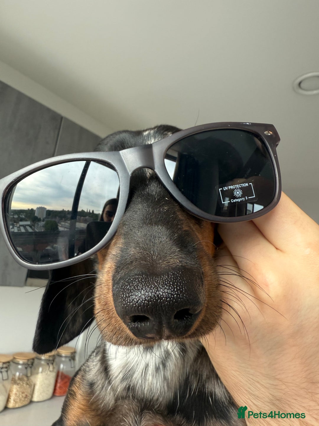 Dachshund dogs for sale: Dachshund for sale - Image 4