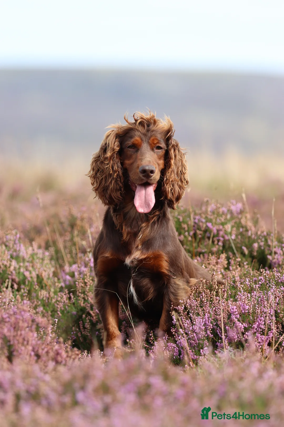 Cocker Spaniel dogs for stud: Excellent kc registered cocker spaniel at STUD.  - Advert 2