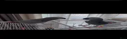Parrots birds for sale: African grey parrots breeding pair in Maidstone - Advert 6