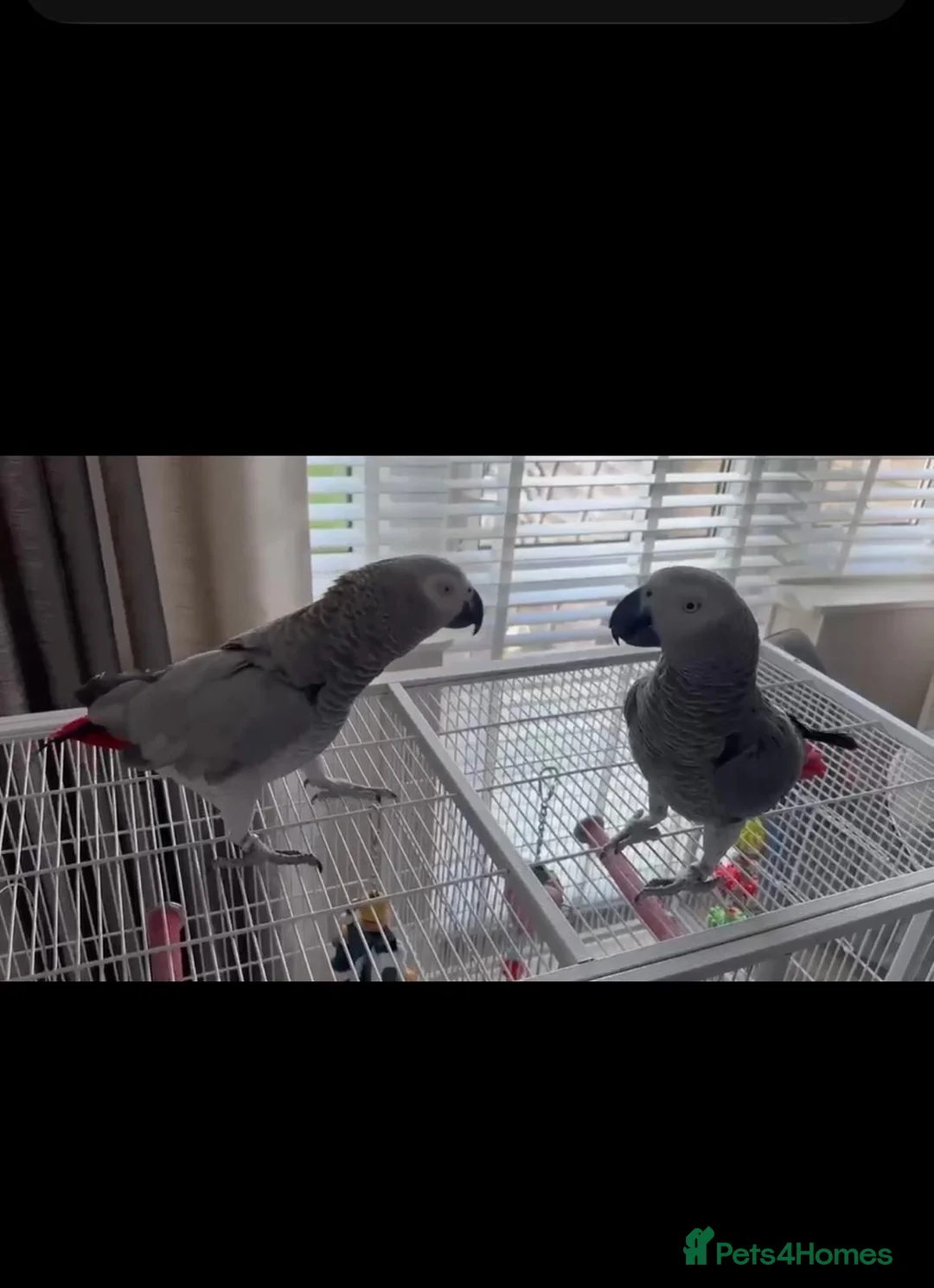 Parrots birds for sale: African grey parrots breeding pair in Maidstone - Advert 6