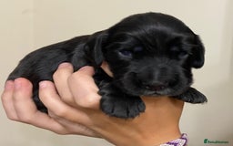 Cocker Spaniel dogs for sale: Stunning KC Reg Cocker Spaniel Pups Choco/Black - Image 13