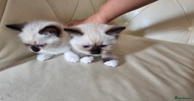 Ragdoll cats - Advert 1