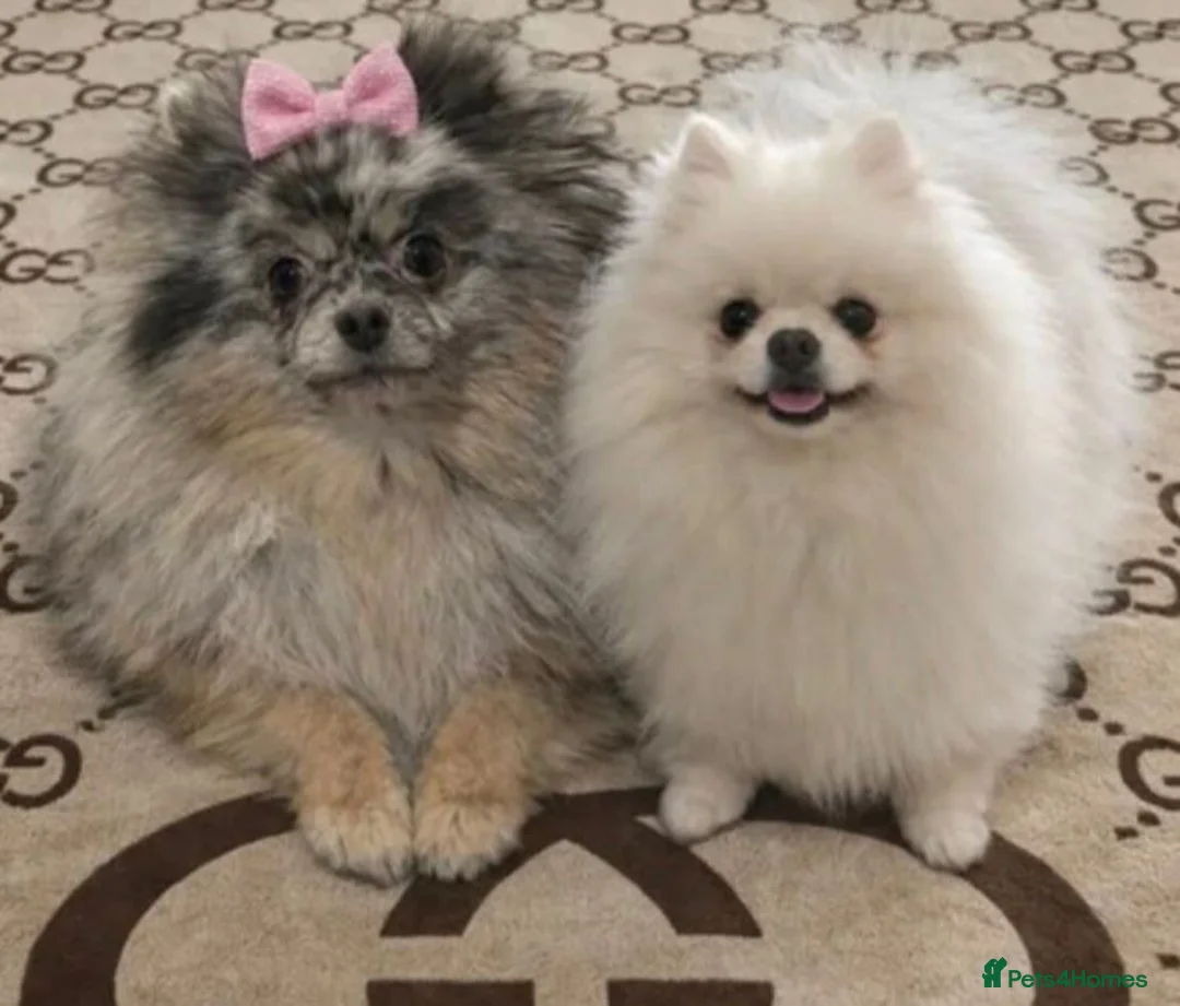 Pomeranian dogs for sale: Pomeranian puppy 💙 in Gateshead - Advert 1