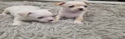 Chihuahua dogs for sale: Lovely Chihuahua Puppies - Advert 2
