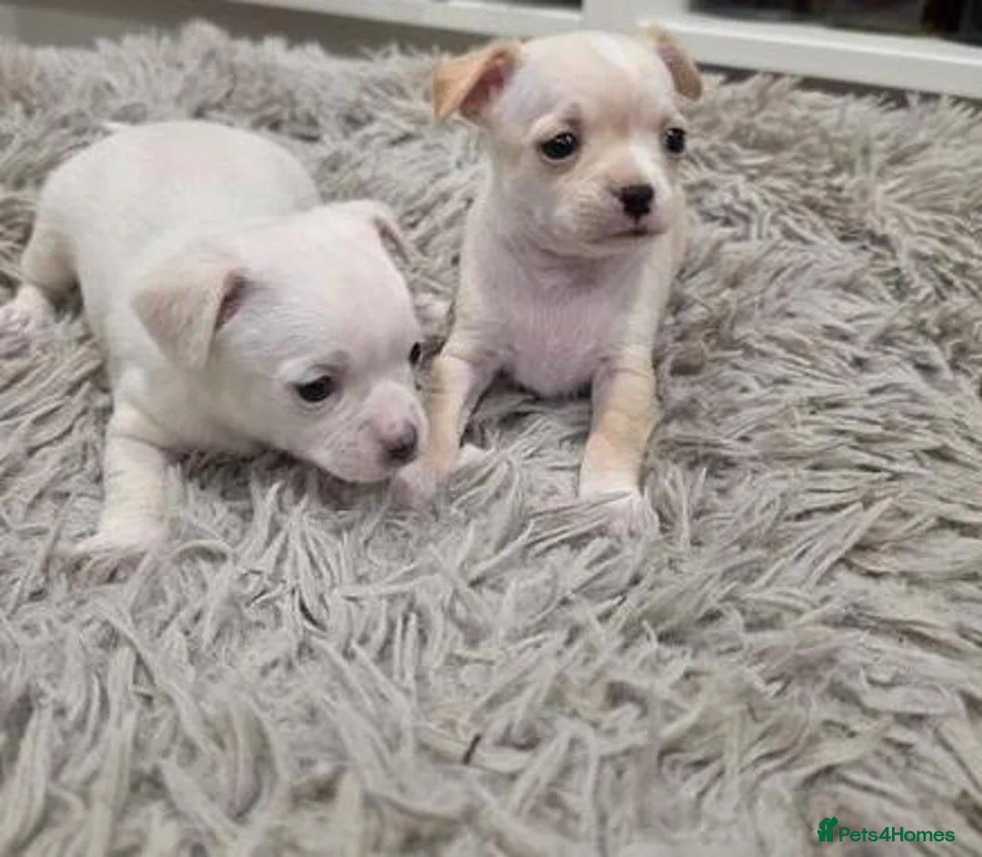 Chihuahua dogs for sale: Lovely Chihuahua Puppies - Advert 2