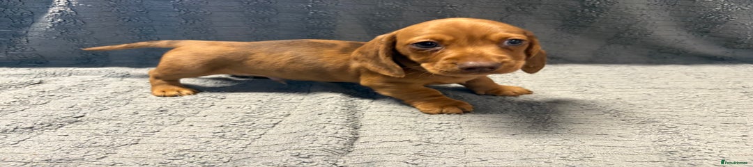 Miniature Dachshund Puppy 1 Blue