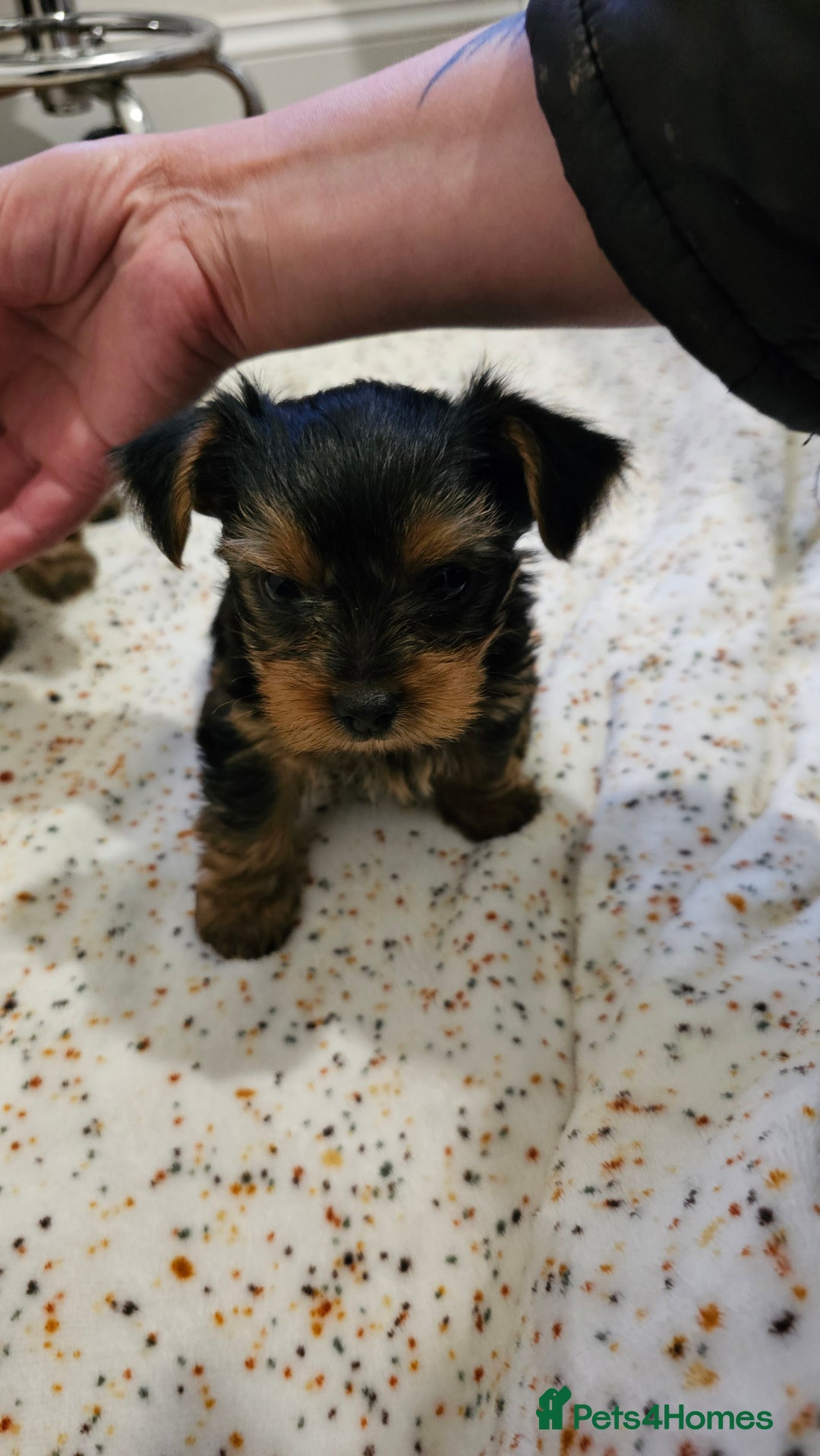 Yorkshire Terrier dogs for sale: 1 Male , Miniature Yorkshire  in Manchester - Image 15