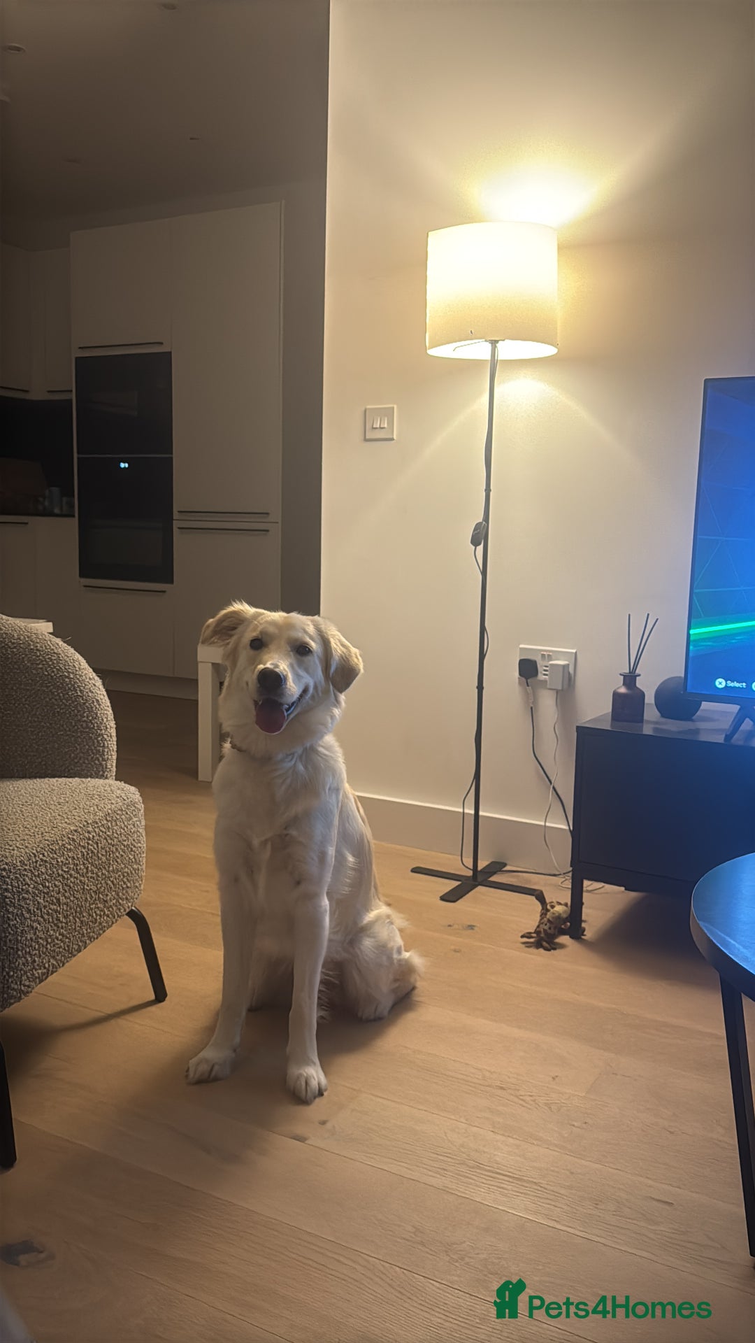 Mixed Breed dogs for sale: Golden lab/collie mix Azul - Advert 2