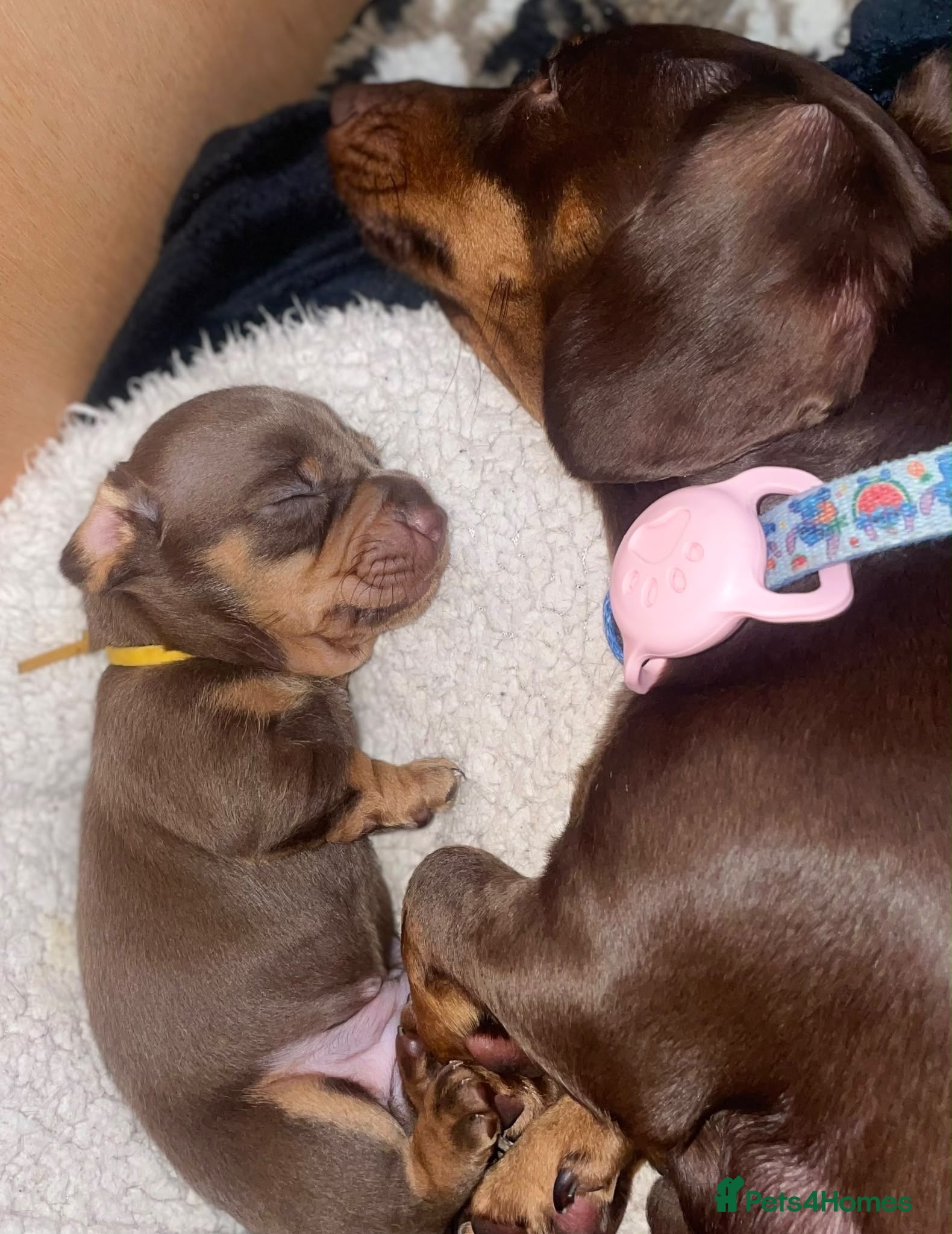 Miniature Dachshund dogs for sale: 🐾 STUNNING  MINIATURE DACHSHUND PUPPIES  - Advert 1