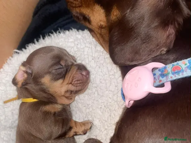 Miniature Dachshund dogs for sale: 🐾 STUNNING MINIATURE DACHSHUND PUPPIES - Advert 2