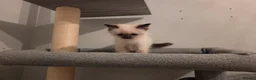 Ragdoll cats for sale: GCCF Ragdoll Kittens - Ready Now (Pet or Active) - Advert 26