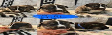 Blue girl