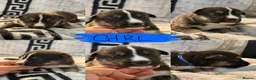 Shepsky dogs for sale: Puppies for sale - Advert 11