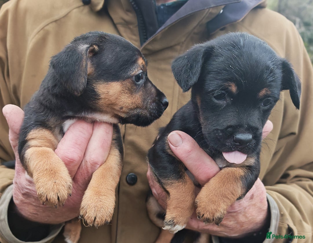 Mixed Breed dogs for sale: Black and Tan Puppies - Image 4