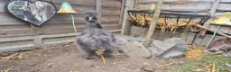 Chickens poultry for sale: Dark Grey 11 week old Silkie chick - Advert 4