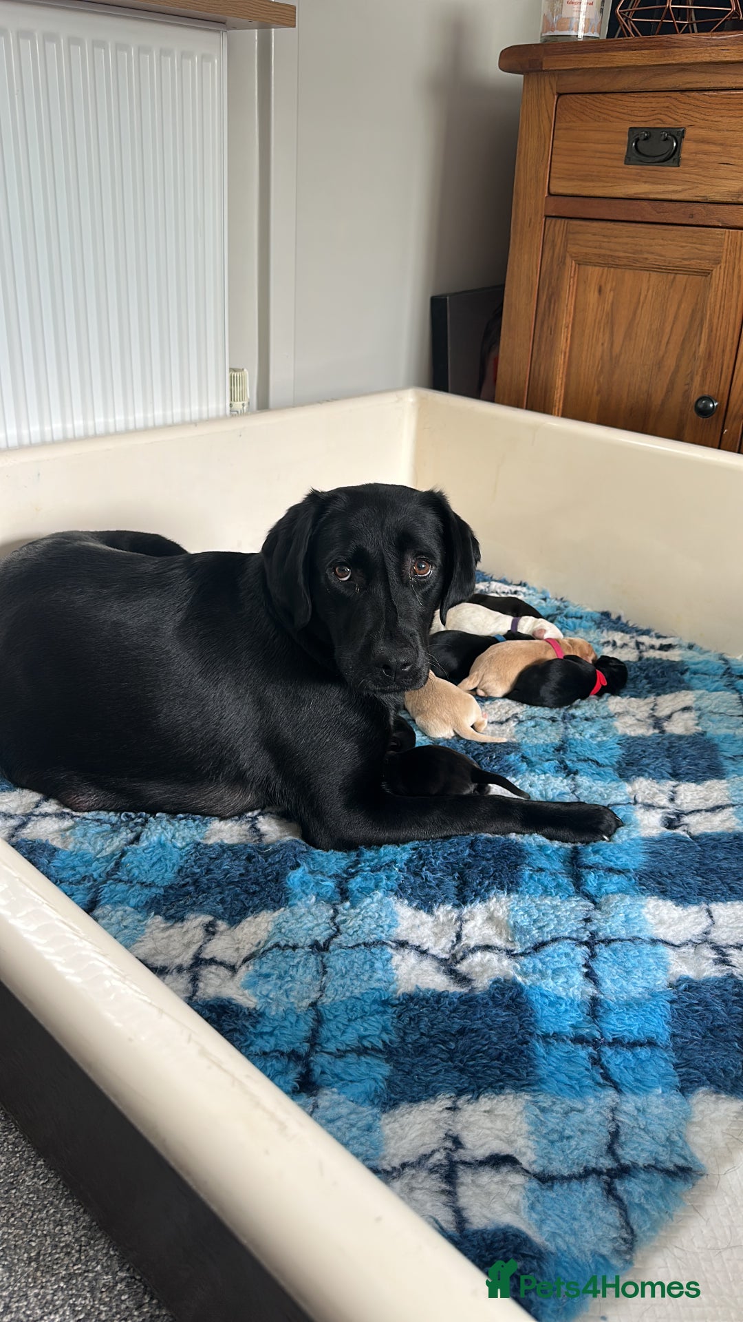 Labrador Retriever dogs for sale: Family bred Labradors ready October 28th  - Image 14