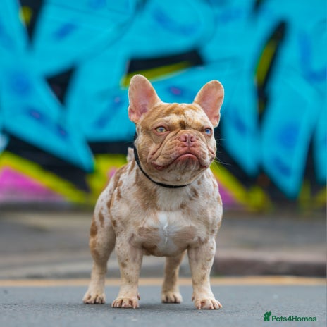 French Bulldog dogs for stud in Northampton - Advert 1