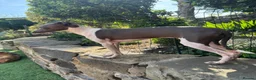 Italian Greyhound dogs for sale: Stunning KC Registered Ready Now - Advert 4
