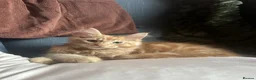 Maine Coon cats for sale: 🧡 Two Male Maine Coon Babies🧡 - Advert 4