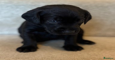 Labrador Retriever dogs - Advert 4
