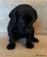 Labrador Retriever dogs - Advert 11