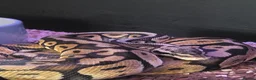 Python Snake reptiles for sale: Firefly female royal python  in Horsham - Advert 2