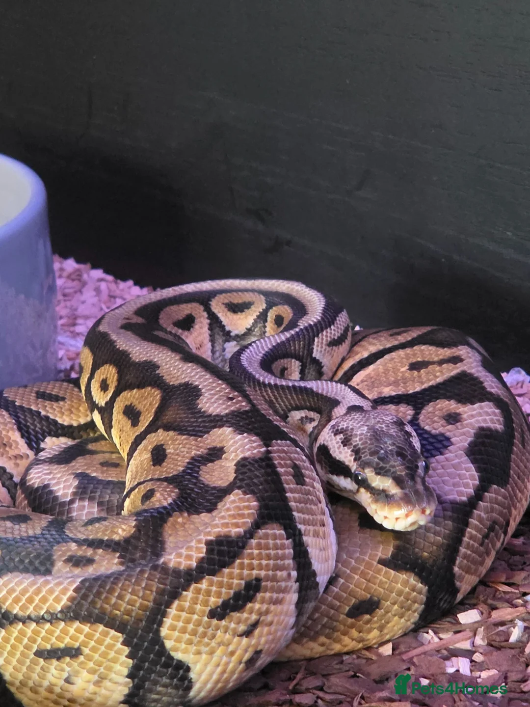 Python Snake reptiles for sale: Firefly female royal python  in Horsham - Advert 2