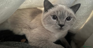 British Shorthair cats - Advert 3