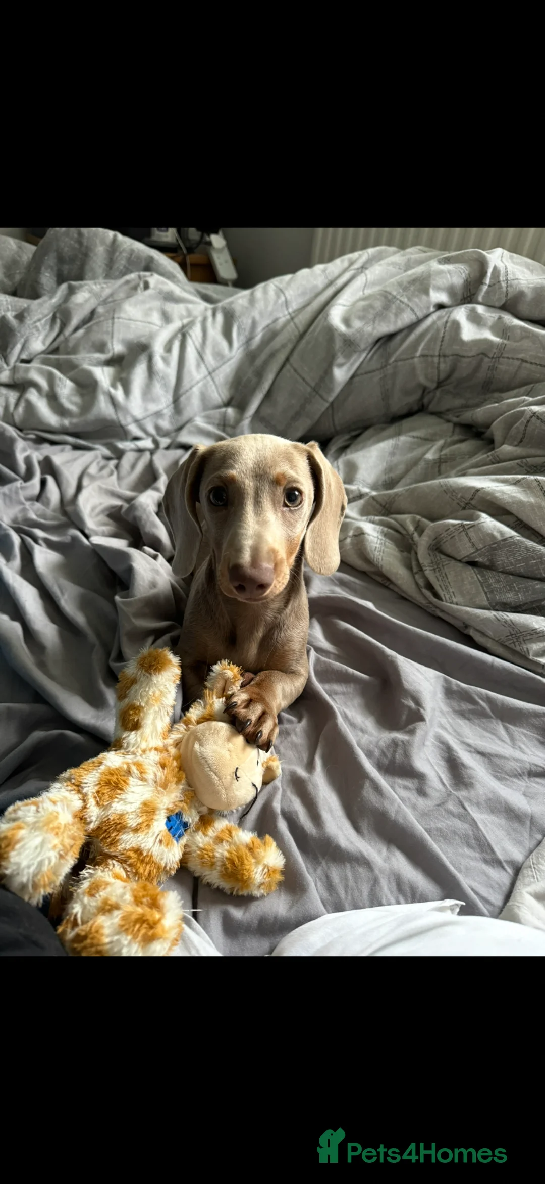 Miniature Dachshund dogs for stud: Miniature Dachshund for STUD    in Altrincham - Advert 1