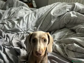 Miniature Dachshund dogs Miniature Dachshund for STUD - Advert 2