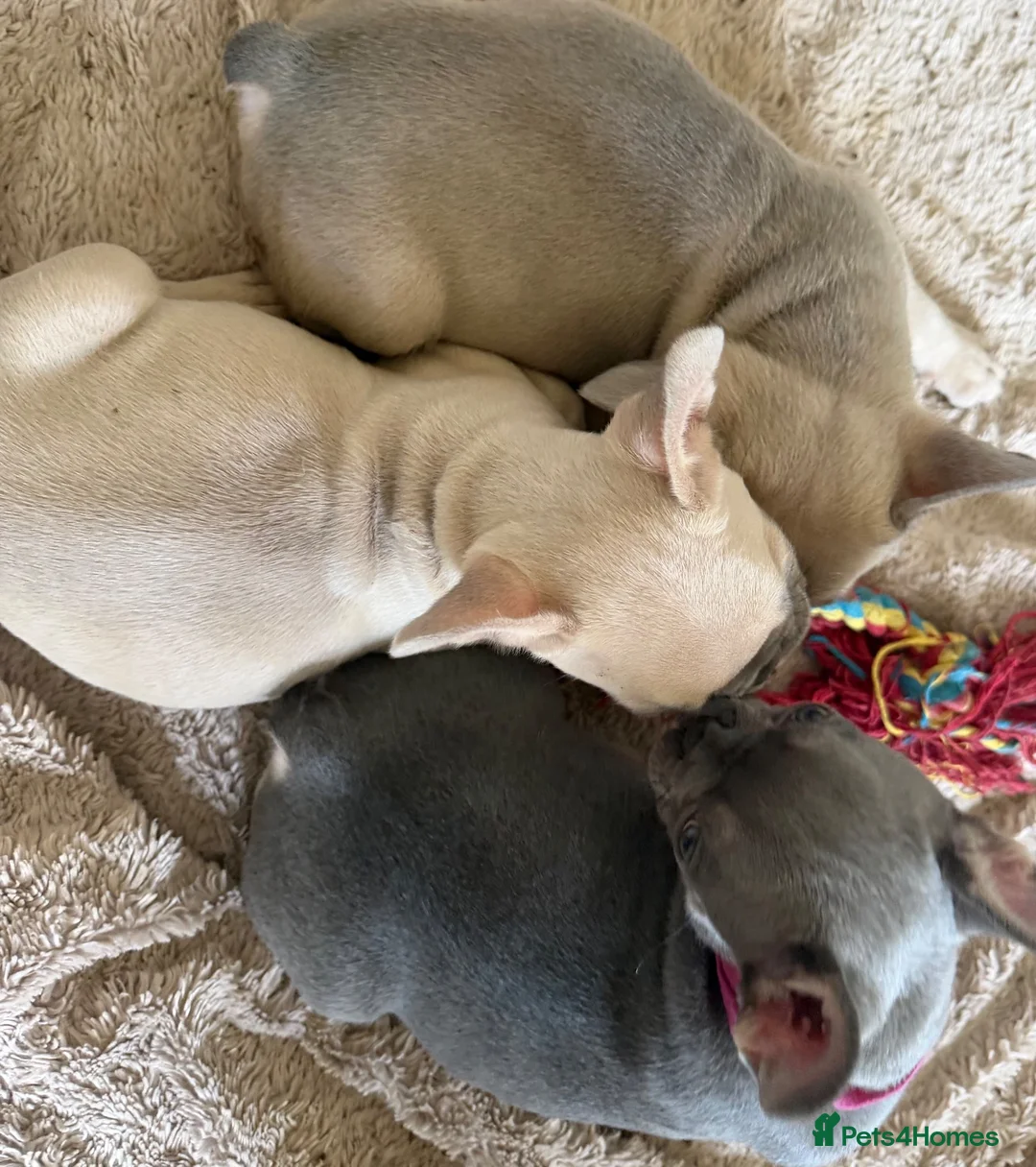 French Bulldog dogs for sale: French bulldog puppies x3 (2male/1female) - Advert 18