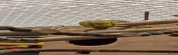 Budgerigars birds for sale: 2x female budgies 12 weeks old ready now - Advert 8
