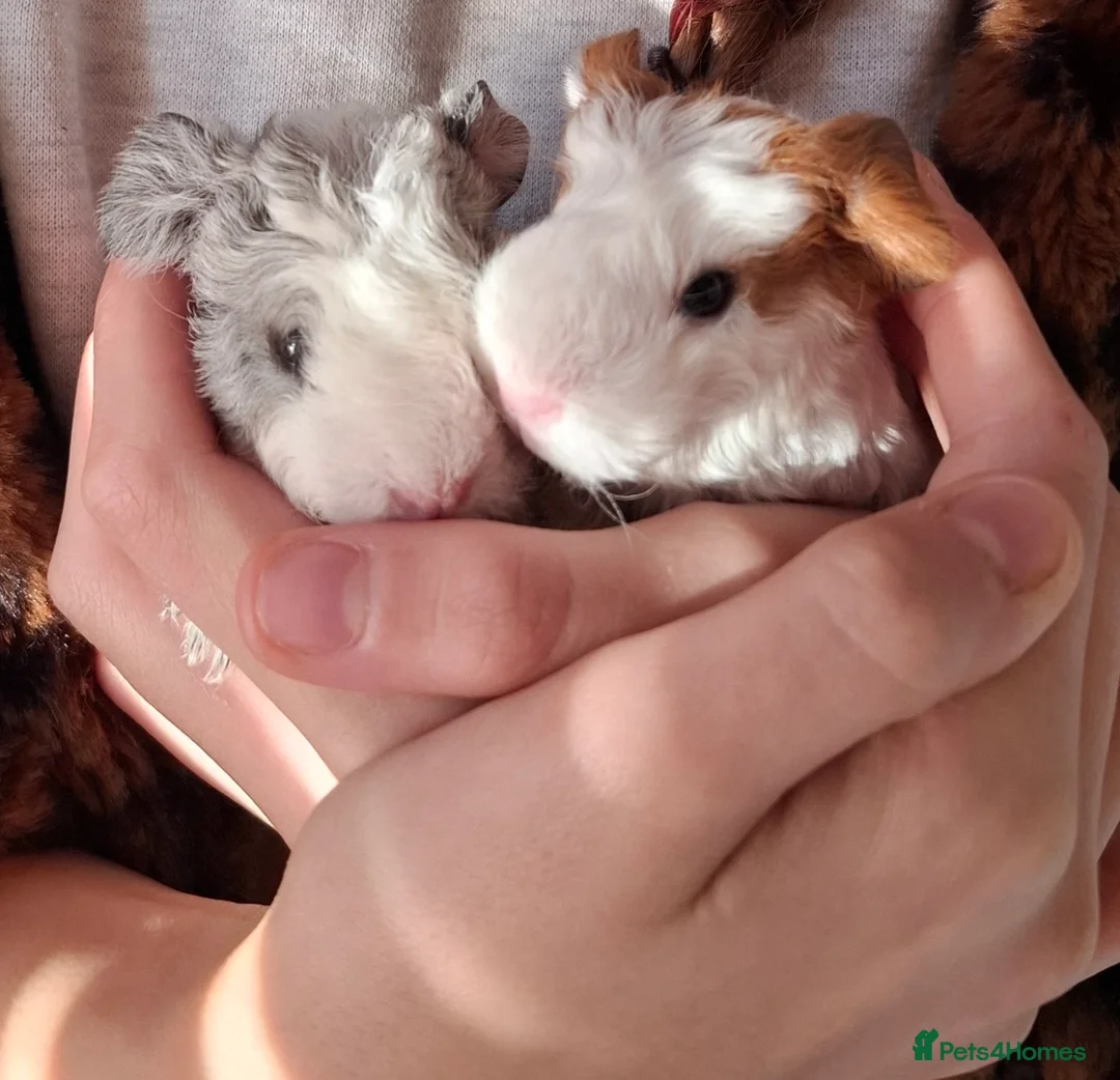 Guinea Pig rodents for sale: Small animal boarding services  - Advert 21