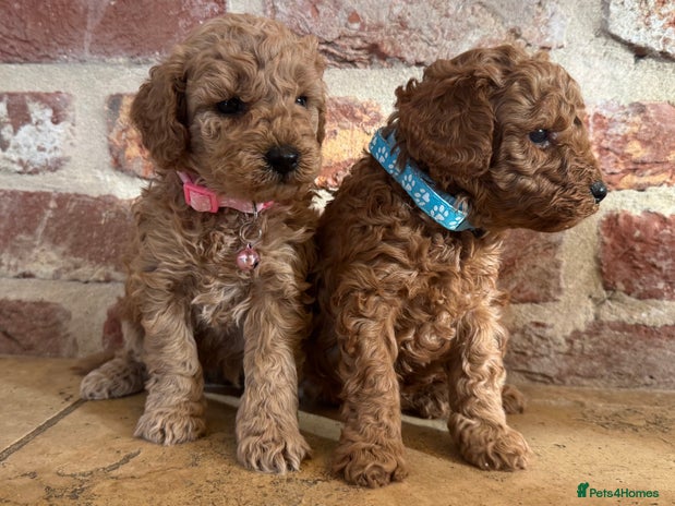 Toy Poodle dogs - Advert 1