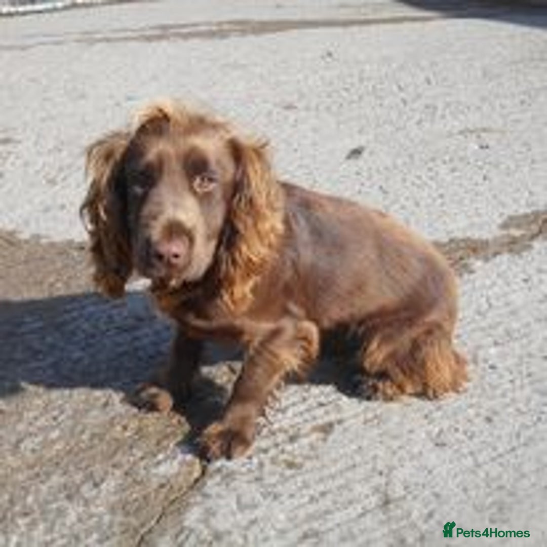Cocker Spaniel dogs for sale: KC registered Cocker Spaniel puppies for sale - Advert 4